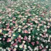 100 Santa Barbara Daisy Seeds Erigeron Karvinskianus Perennial Flower Seeds White Pink Lilac