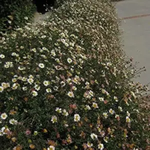 100 Santa Barbara Daisy Seeds Erigeron Karvinskianus Perennial Flower Seeds White Pink Lilac
