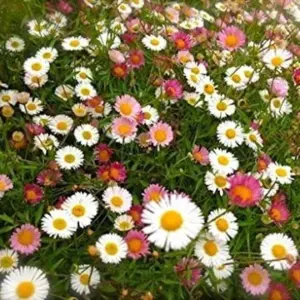100 Santa Barbara Daisy Seeds Erigeron Karvinskianus Perennial Flower Seeds White Pink Lilac