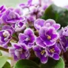African Violet Seeds Mixed Colors 100 Pcs Perennial Flower Seeds GMO Free Attracts Butterflies Indoor Potted