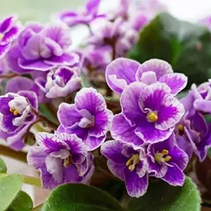 African Violet Seeds Mixed Colors 100 Pcs Perennial Flower Seeds GMO Free Attracts Butterflies Indoor Potted