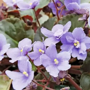 African Violet Seeds Mixed Colors 100 Pcs Perennial Flower Seeds GMO Free Attracts Butterflies Indoor Potted