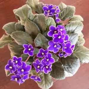 African Violet Seeds Mixed Colors 100 Pcs Perennial Flower Seeds GMO Free Attracts Butterflies Indoor Potted