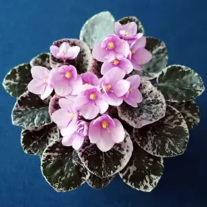 African Violet Seeds Mixed Colors 100 Pcs Perennial Flower Seeds GMO Free Attracts Butterflies Indoor Potted