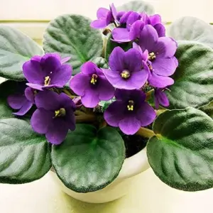 African Violet Seeds Mixed Colors 100 Pcs Perennial Flower Seeds GMO Free Attracts Butterflies Indoor Potted