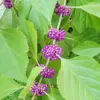 American Beautyberry Seeds - Striking Berries, Drought-Tolerant, Low-Maintenance, Fall & Winter Color - 200 Pcs