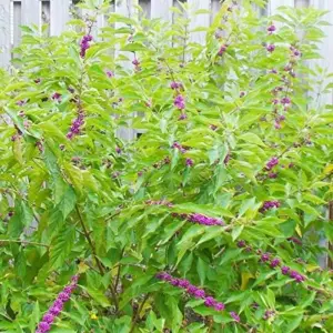 American Beautyberry Seeds - Striking Berries, Drought-Tolerant, Low-Maintenance, Fall & Winter Color - 200 Pcs