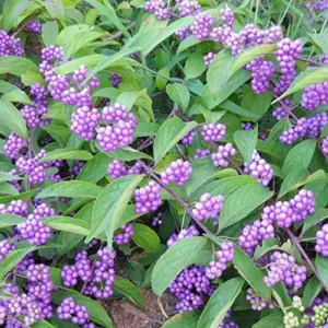 American Beautyberry Seeds - Striking Berries, Drought-Tolerant, Low-Maintenance, Fall & Winter Color - 200 Pcs