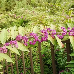 American Beautyberry Seeds - Striking Berries, Drought-Tolerant, Low-Maintenance, Fall & Winter Color - 200 Pcs