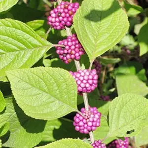 American Beautyberry Seeds - Striking Berries, Drought-Tolerant, Low-Maintenance, Fall & Winter Color - 200 Pcs