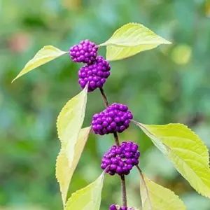 American Beautyberry Seeds - Striking Berries, Drought-Tolerant, Low-Maintenance, Fall & Winter Color - 200 Pcs