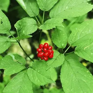 American Ginseng Seeds 200 Count Panax Quinquefolius Deciduous Perennial Non-GMO Greenish White