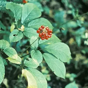American Ginseng Seeds 200 Count Panax Quinquefolius Deciduous Perennial Non-GMO Greenish White