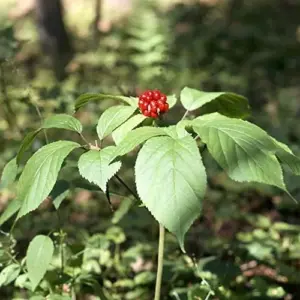 American Ginseng Seeds 200 Count Panax Quinquefolius Deciduous Perennial Non-GMO Greenish White