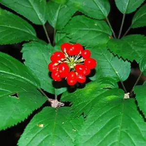 American Ginseng Seeds 200 Count Panax Quinquefolius Deciduous Perennial Non-GMO Greenish White