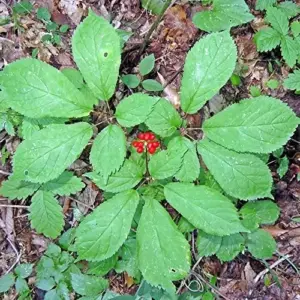American Ginseng Seeds 200 Count Panax Quinquefolius Deciduous Perennial Non-GMO Greenish White