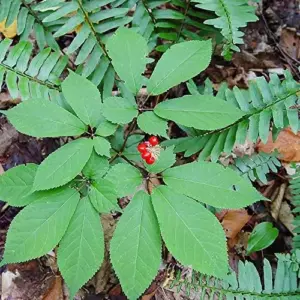 American Ginseng Seeds 200 Count Panax Quinquefolius Deciduous Perennial Non-GMO Greenish White
