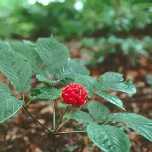 American Ginseng Seeds Panax Quinquefolius Heirloom 25 Count Non-GMO Wild Ginseng Seeds