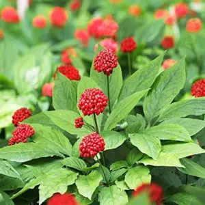American Ginseng Seeds Panax Quinquefolius Heirloom 25 Count Non-GMO Wild Ginseng Seeds