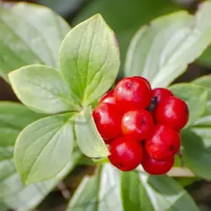 American Ginseng Seeds Panax Quinquefolius Heirloom 25 Count Non-GMO Wild Ginseng Seeds