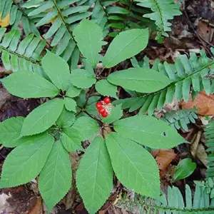 American Ginseng Seeds Panax Quinquefolius Heirloom 25 Count Non-GMO Wild Ginseng Seeds
