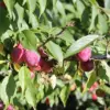 American Plum Seeds 100 Pcs Deciduous Shrub Tree Edible Fruits for Jam Jelly Culinary Outdoor