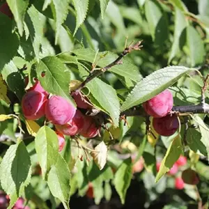 American Plum Seeds 100 Pcs Deciduous Shrub Tree Edible Fruits for Jam Jelly Culinary Outdoor