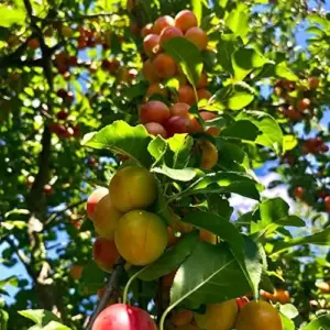 American Plum Seeds 100 Pcs Deciduous Shrub Tree Edible Fruits for Jam Jelly Culinary Outdoor