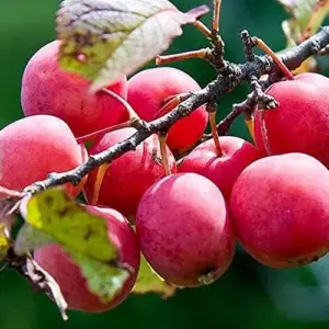 American Plum Seeds 100 Pcs Deciduous Shrub Tree Edible Fruits for Jam Jelly Culinary Outdoor