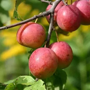 American Plum Seeds 100 Pcs Deciduous Shrub Tree Edible Fruits for Jam Jelly Culinary Outdoor