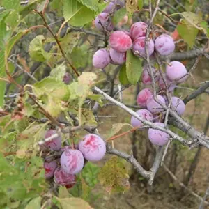 American Plum Seeds 100 Pcs Deciduous Shrub Tree Edible Fruits for Jam Jelly Culinary Outdoor