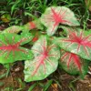 Angel Wings Caladium Seeds, Tropical Perennial, 100 Pcs, Green Pink Red White, Heavy Shade Tolerant for Indoor Outdoor