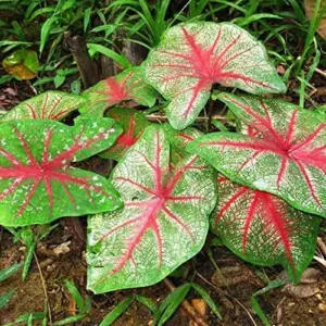 Angel Wings Caladium Seeds, Tropical Perennial, 100 Pcs, Green Pink Red White, Heavy Shade Tolerant for Indoor Outdoor