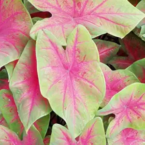 Angel Wings Caladium Seeds, Tropical Perennial, 100 Pcs, Green Pink Red White, Heavy Shade Tolerant for Indoor Outdoor