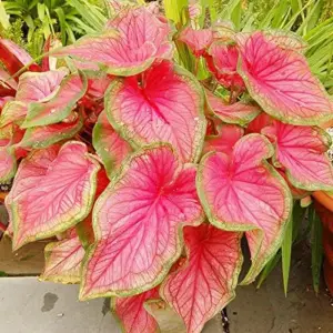 Angel Wings Caladium Seeds, Tropical Perennial, 100 Pcs, Green Pink Red White, Heavy Shade Tolerant for Indoor Outdoor