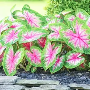 Angel Wings Caladium Seeds, Tropical Perennial, 100 Pcs, Green Pink Red White, Heavy Shade Tolerant for Indoor Outdoor