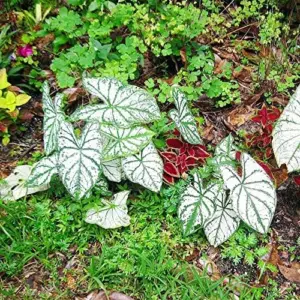 Angel Wings Caladium Seeds, Tropical Perennial, 100 Pcs, Green Pink Red White, Heavy Shade Tolerant for Indoor Outdoor