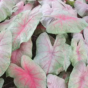 Angel Wings Caladium Seeds, Tropical Perennial, 100 Pcs, Green Pink Red White, Heavy Shade Tolerant for Indoor Outdoor