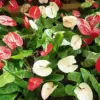 Anthurium Flamingo Flower Seeds - 100 Pcs - Red, Pink, White Perennial for Indoor/Outdoor