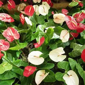 Anthurium Flamingo Flower Seeds - 100 Pcs - Red, Pink, White Perennial for Indoor/Outdoor