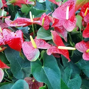 Anthurium Flamingo Flower Seeds - 100 Pcs - Red, Pink, White Perennial for Indoor/Outdoor