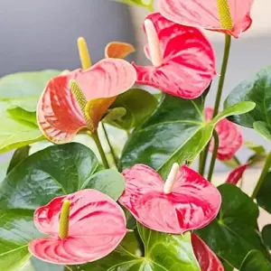 Anthurium Flamingo Flower Seeds - 100 Pcs - Red, Pink, White Perennial for Indoor/Outdoor