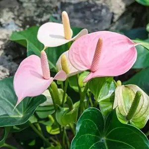 Anthurium Flamingo Flower Seeds - 100 Pcs - Red, Pink, White Perennial for Indoor/Outdoor