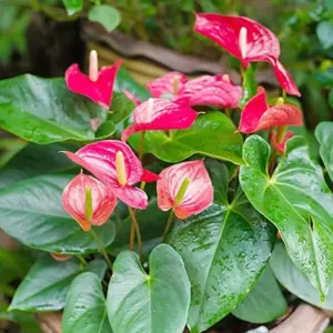 Anthurium Flamingo Flower Seeds - 100 Pcs - Red, Pink, White Perennial for Indoor/Outdoor
