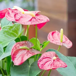 Anthurium Flamingo Flower Seeds - 100 Pcs - Red, Pink, White Perennial for Indoor/Outdoor