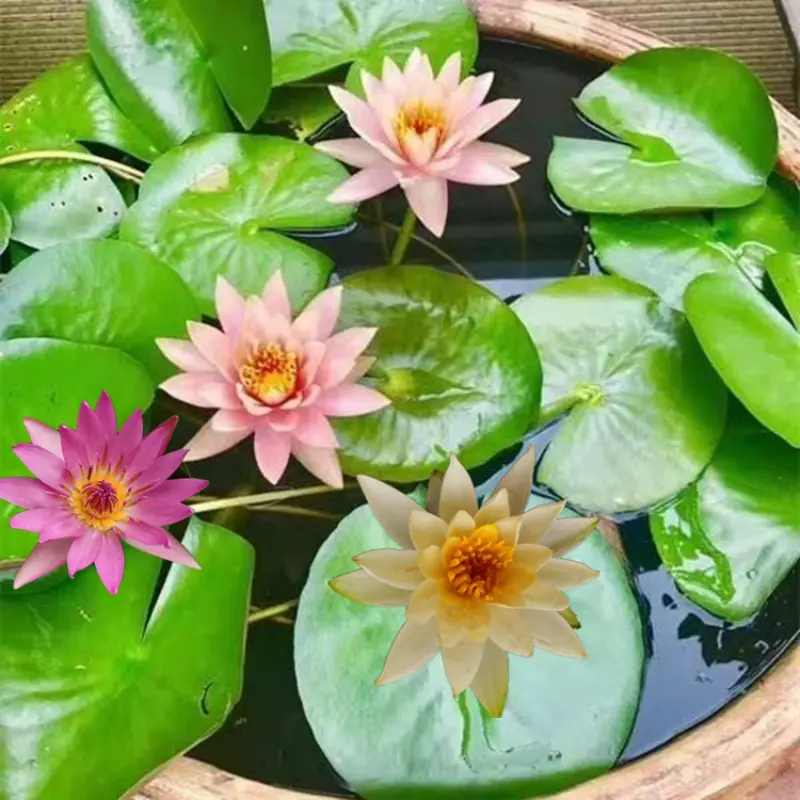 Aquatic Plant Seeds