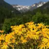 Arnica Flower Seeds Perennial Yellow Daisy Like Blooms Outdoor Garden 100 Count
