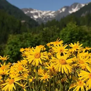 Arnica Flower Seeds Perennial Yellow Daisy Like Blooms Outdoor Garden 100 Count