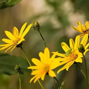Arnica Flower Seeds Perennial Yellow Daisy Like Blooms Outdoor Garden 100 Count