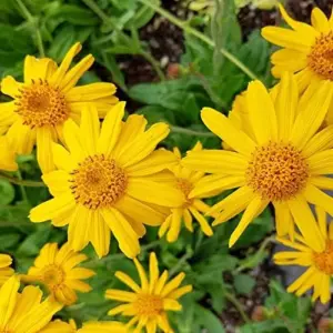 Arnica Flower Seeds Perennial Yellow Daisy Like Blooms Outdoor Garden 100 Count